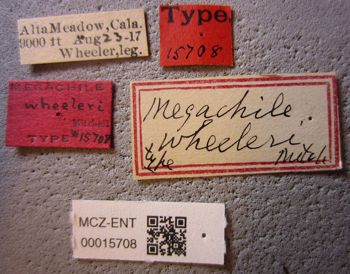 Media type: image;   Entomology 15708 Aspect: labels